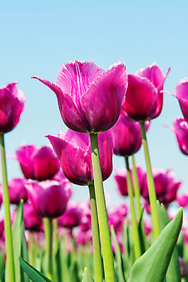 포토 JPG 해외이미지 식물 계절 공원 꽃잎 꽃 줄기 분홍색 꽃다발 백그라운드 잎 꽃무늬 밭 자연 부활절 사람없음 빨간색 초록색 파란색 빛 컬러풀 햇빛 태양 정원 맑음 보라색 봄 활발 들꽃 튤립 벚꽃 광선 시골 신선 개화 우아함 내추럴 고립 해외202004 해외포토 자연요소 공공시설 기념일 컬러 컨셉 무늬 농업 날씨 생태계 파일형식