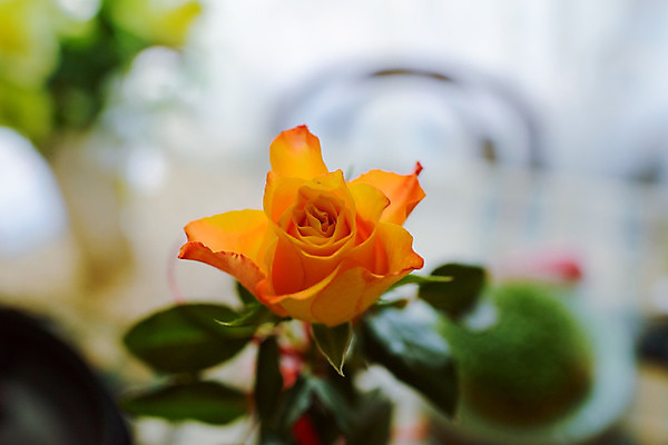 포토 JPG 해외이미지 식물 디자인 꽃 꽃다발 결혼 백그라운드 잎 꽃무늬 패턴 자연 주택 사람없음 내부 장식 초록색 여름 유행 봄 방 수확 흰색 고급 우아함 복고 내추럴 해외202004 해외포토 계절 컬러 컨셉 무늬 농업 이벤트 건물 생태계 파일형식