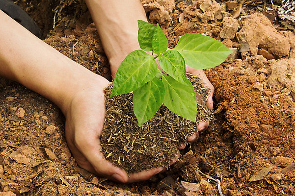포토 JPG 해외이미지 나무 식물 손 잎 아이디어 건강 관리 취미 신체부위 정원 심볼 시작 원예 정원가꾸기 모종 해외202004 해외포토 컨셉 사람 파일형식