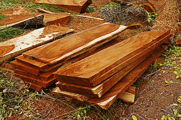 포토 JPG 해외이미지 식물 디자인 벽 가구 백그라운드 패턴 자연 벽지 표면 날씨 바닥 주택 외벽 사람없음 건물 목재 세로 울타리 갈색 줄무늬 골동품 소나무 판넬 거친 널 낟알 목수 질감 목공예 잡동사니 내추럴 그런지 사생활 수목 옛날 줄서기 해외202004 해외포토 나무 직업 건축물 컬러 생활용품 무늬 재료 모션 담장 공예 생태계 파일형식