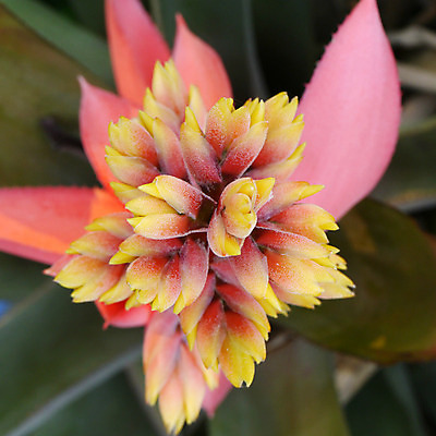 포토 JPG 해외이미지 식물 꽃 백그라운드 잎 꽃무늬 자연 사람없음 야외 장식 초록색 컬러풀 정원 벚꽃 신선 닫기 숲 큼 내추럴 강렬 해외202004 해외포토 컬러 무늬 모션 크기 생태계 파일형식