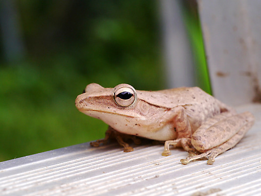 포토 JPG 해외이미지 나무 동물 1 야생동물 지도 신체 종류 개구리 앉기 사람없음 가로 초록색 컬러풀 갈색 막대기 야간 숲 작음 수분 묘사 싱글 생물학 에콰도르 내추럴 아마존 양발 어려움 카피스페이스 끈적임 해외202004 해외포토 자연요소 식물 교육 컬러 모션 양서류 공백 남아메리카 크기 파일형식