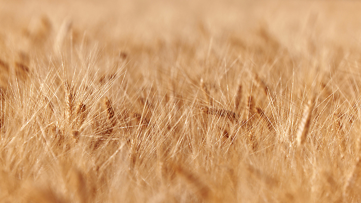 포토 JPG 해외이미지 식물 디자인 계절 음식 빵 컬러 백그라운드 밭 농업 자연 건조 건강 옥수수 씨앗 사람없음 야외 빛 농작물 태양 농장 농경지 노란색 농사 맑음 일몰 수확 성장 농촌 시골 황금 낟알 시리얼 밀 유기농 보리 밀짚 내추럴 밭일 숙성 호밀 해외202309 해외포토 자연요소 웰빙 산업 날씨 곡류 노을 짚 생태계 파일형식