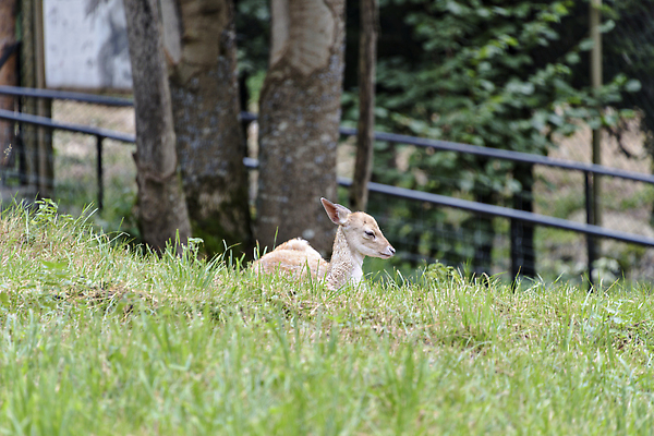 포토 JPG 해외이미지 동물 공원 유럽 야생동물 밭 포유류 자연 사슴 뿔 사람없음 야외 빨간색 걷기 힘 황무지 군중 숲 바퀴자국 웅장함 해외202309 해외포토 공공시설 나라 컬러 농업 자국 모션 사람 생태계 파일형식