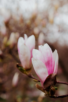 포토 JPG 해외이미지 나무 식물 계절 공원 꽃잎 꽃 분홍색 컬러 백그라운드 잎 꽃무늬 자연 벽지 부활절 풍경 사람없음 야외 초록색 컬러풀 햇빛 뷰티 정원 맑음 보라색 봄 성장 벚꽃 흰색 나뭇가지 신선 개화 관목 원예 목련 내추럴 해외202309 해외포토 공공시설 기념일 무늬 날씨 취미 태양 생태계 파일형식