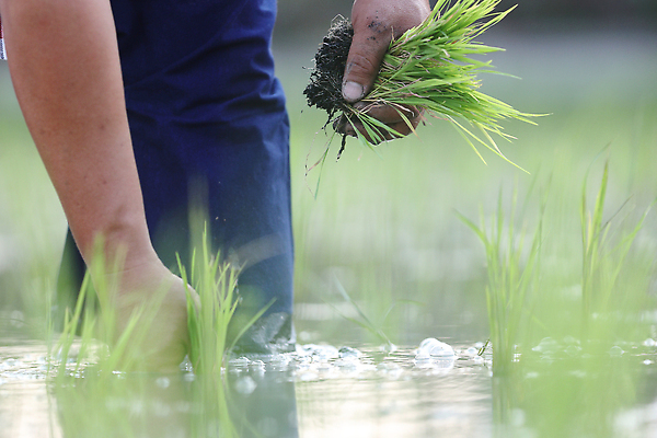 포토 JPG 해외이미지 손 한명 성인 신체부위 새싹 하반신 성장 쌀 농부 모내기 논밭 심기 성인한명만 해외포토 식물 직업 1 밭 농업 모션 곡류 논 사람 성인만 파일형식
