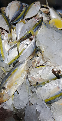 포토 JPG 해외이미지 음식 조각 백그라운드 토마토 자연 건강 어류 요리 사람없음 쌓기 얼음 식사 죽음 신선 양념 플랫 정상 레몬 해산물 메뉴 꼬리 날것 지느러미 단백질 생식 맛있는 해외202309 해외포토 자연요소 채소 과일 모션 수중동물 생태계 영양소 파일형식