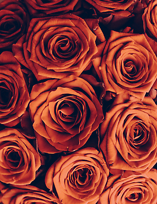 포토 JPG 해외이미지 꽃다발 근접촬영 사람없음 장미 주황색 로맨틱 해외202309 해외포토 꽃 뷰포인트 컬러 컨셉 파일형식