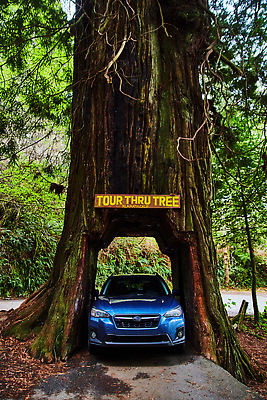 포토 JPG 해외이미지 나무 식물 공원 도로 여행 잎 자동차 자연 생물 산 국립공원 사람없음 야외 목재 초록색 물 강 갈색 환경 봄 나뭇가지 황무지 숲 캘리포니아 나무껍질 내추럴 전국 해외202309 해외포토 자연요소 계절 공공시설 길 육상교통 컬러 재료 교통시설 미국 껍질 생태계 파일형식