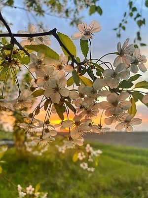 포토 JPG 해외이미지 나무 식물 템플릿 디자인 배너 공원 꽃잎 꽃 분홍색 결혼 백그라운드 꽃무늬 일러스트 자연 벽지 하늘 프레임 미술 동양인 사람없음 야외 장식 빛 뷰티 정원 일본 봄 낭만 벚꽃 흰색 나뭇가지 축하 신선 개화 체리 심볼 그림 부드러움 고립 엘리먼트 해외202309 해외포토 계절 공공시설 아시아 컬러 컨셉 무늬 과일 문화예술 인종 이벤트 감각 생태계 파일형식