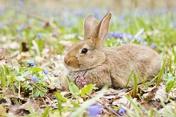 포토 JPG 해외이미지 나무 동물 계절 꽃 종교 포유류 자연 휴가 부활절 사람없음 야외 초록색 파란색 반려동물 컬러풀 달리기 뷰티 봄 축하 토끼 인사 설치류 숲 작음 먹이 민들레 4월 모피 먹기 검색 데이지 사냥 솜털 해외202309 해외포토 식물 기념일 컬러 컨셉 모션 예절 날짜 크기 생태계 파일형식