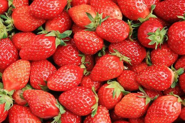 포토 JPG 해외이미지 과일 딸기 사람없음 빨간색 무더기 해외202309 해외포토 컬러 파일형식