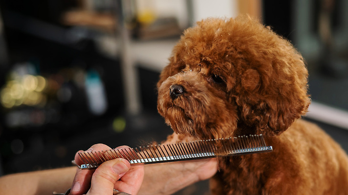 포토 JPG 해외이미지 손 신체부위 뷰티 귀여움 이발 푸들 빗질 다듬기 애견빗 해외202309 해외포토 컨셉 모션 사람 개 애견용품 파일형식
