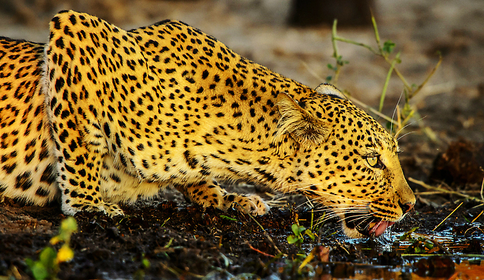 포토 JPG 해외이미지 동물 여행 조류 사람없음 여행객 보츠와나 해외202309 해외포토 사람 파일형식