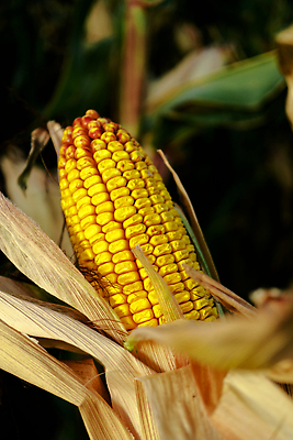 포토 JPG 해외이미지 식물 라이프스타일 산업 음식 백그라운드 농업 채소 재료 자연 건조 건강 옥수수 요리 사람없음 야외 초록색 여름 농작물 농장 노란색 농사 에너지 수확 성장 껍질 시골 신선 황금 달콤 기름 낟알 유기농 날것 귀 내추럴 밭일 숙성 해외202309 해외포토 웰빙 계절 컬러 곡류 생활 신체부위 맛 생태계 파일형식