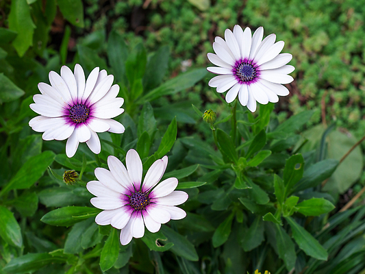 포토 JPG 해외이미지 식물 꽃잎 꽃 컬러 잎 꽃무늬 자연 사람없음 야외 초록색 컬러풀 뷰티 머리 정원 성장 벚꽃 흰색 신선 개화 데이지 꽃가루 내추럴 해외202309 해외포토 무늬 신체부위 가루 생태계 파일형식