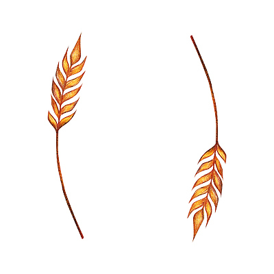 포토 JPG 해외이미지 음식 빵 백그라운드 밭 농업 일러스트 텍스트 자연 수채화 프레임 미술 씨앗 사람없음 농작물 농장 갈색 노란색 화환 페인트 빵집 수확 가을 흰색 나뭇가지 원형 신용카드 황금 낟알 시리얼 밀 굽기 허브 유기농 귀 밀가루 손그림 직사각형 내추럴 고립 밭일 호밀 국경 해외202309 해외일러스트 도형 나무 식물 웰빙 계절 꽃 산업 컬러 문화예술 곡류 신체부위 금융 상점 가루 구이 생태계 파일형식