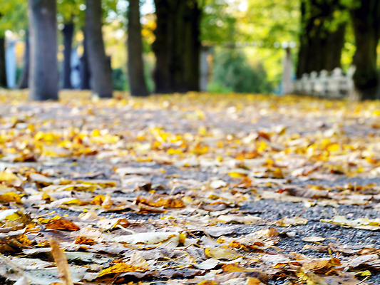 포토 JPG 해외이미지 계절 도로 길 줄기 컬러 잎 곡선 오렌지 자국 자연 건조 사람 사람없음 목재 빨간색 초록색 빛 컬러풀 태양 뷰티 노란색 평화 걷기 환경 활발 하이킹 안개 덮개 시골 황금 오솔길 9월 장면 추수감사절 10월 삼림지대 전국 해외202309 해외포토 자연요소 나무 식물 기독교 선 컨셉 과일 재료 교통시설 모션 레저 날씨 뚜껑 날짜 숲 생태계 파일형식