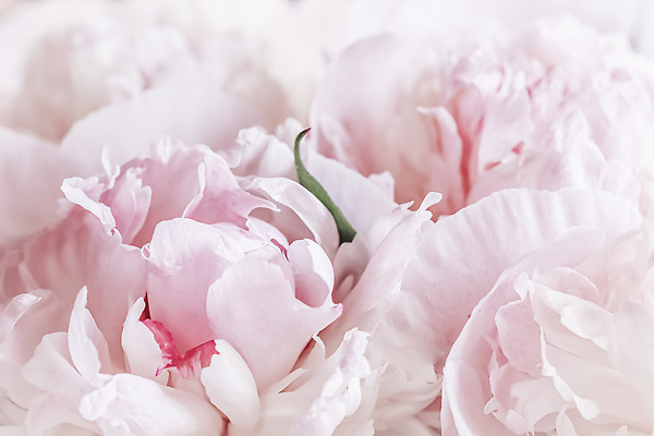 포토 JPG 해외이미지 식물 디자인 꽃잎 꽃 분홍색 컬러 꽃다발 결혼 백그라운드 컨셉 꽃무늬 자연 추상 휴가 사람없음 빛 뷰티 환경 봄 낭만 성장 벚꽃 흰색 신선 신용카드 개화 선택 질감 초대 부드러움 내추럴 창백 작약 파스텔톤 해외202309 해외포토 계절 무늬 이벤트 금융 감각 생태계 파일형식