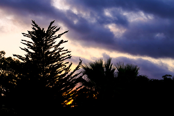포토 JPG 해외이미지 나무 구름 백그라운드 오렌지 자연 하늘 날씨 휴가 풍경 사람없음 야외 여름 빛 컬러풀 햇빛 태양 뷰티 노란색 환경 힘 황혼 일몰 놀람 새벽 활발 에너지 소나무 스페인 황금 야간 저녁 장면 공상 광 알리칸테 수평선 해외202309 해외포토 자연요소 식물 계절 감정 유럽 컬러 컨셉 과일 표정 노을 밤 생태계 파일형식