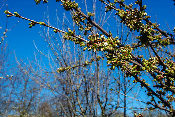 포토 JPG 해외이미지 나무 식물 계절 꽃잎 꽃 백그라운드 잎 꽃무늬 자연 하늘 사람없음 야외 가로 초록색 파란색 빛 햇빛 뷰티 환경 정원 맑음 봄 성장 벚꽃 흰색 나뭇가지 개화 체리 원예 처음 해외202309 해외포토 컬러 무늬 과일 날씨 취미 태양 생태계 파일형식