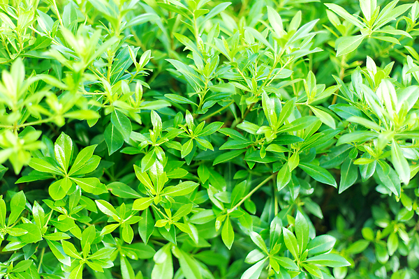 포토 JPG 해외이미지 나무 식물 계절 벽 백그라운드 잎 패턴 자연 사람없음 초록색 여름 정원 봄 신선 유기농 질감 내추럴 그리너리 해외202309 해외포토 웰빙 컬러 무늬 생태계 파일형식 트랜드컬러