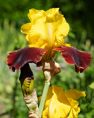 포토 JPG 해외이미지 식물 계절 꽃잎 꽃 꽃무늬 자연 사람없음 야외 환경 정원 봄 성장 벚꽃 신선 개화 관목 생태계 원예 화단 붓꽃 내추럴 영원 해외202309 해외포토 나무 무늬 취미 파일형식