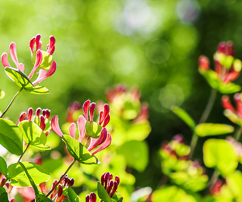 포토 JPG 해외이미지 식물 계절 꽃잎 꽃 분홍색 컬러 백그라운드 컨셉 잎 꽃무늬 자연 휴가 사람없음 초록색 여름 빛 컬러풀 뷰티 새싹 환경 정원 맑음 펼침 성장 벚꽃 신선 개화 소프트포커스 원예 내추럴 원예사 해외202309 해외포토 직업 무늬 모션 날씨 촬영기법 취미 생태계 파일형식
