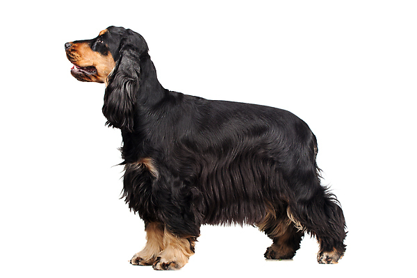 포토 JPG 해외이미지 스튜디오촬영 동물 척추동물 한마리 응시 포유류 생물 털 실내 사람없음 앞모습 세로 반려동물 갈색 머리 검은색 가축 스패니얼 흰색 개 선탠 모피 귀 송곳니 고립 기르기 대가리 유래 카피스페이스 순혈 해외202309 해외포토 1 시선 뷰포인트 컬러 내부 신체부위 공백 치아 돌봄 파일형식