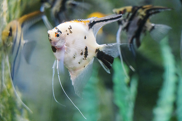 포토 JPG 해외이미지 동물 야생동물 바다 컬러 백그라운드 아프리카 자연 어류 사람없음 물 파란색 반려동물 컬러풀 뷰티 노란색 바닷속 수중 수영 미국 우아함 산호 호주 암초 수족관 석호 소금물 이국적 해외202309 해외포토 자연요소 나라 컨셉 북아메리카 수중동물 수상스포츠 오세아니아 자포동물 생태계 파일형식