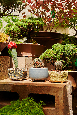 포토 JPG 해외이미지 화분 화초 사람없음 원예 해외202309 해외포토 식물 취미 파일형식