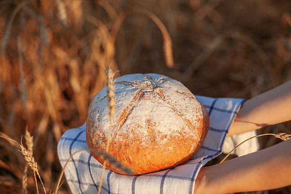 포토 JPG 해외이미지 전통 손 배너 음식 빵 백그라운드 컨셉 밭 건강 옥수수 요리 씨앗 사람없음 농작물 태양 농장 농경지 갈색 노란색 식사 빵집 수확 껍질 시골 신선 황금 아침식사 낟알 시리얼 밀 굽기 먹기 냅킨 귀 밀가루 덩어리 내추럴 프랑스어 숙성 핸드메이드 호밀 귀리 캉파뉴 해외202309 해외포토 자연요소 식물 문자 컬러 농업 모션 곡류 신체부위 상점 가루 구이 파일형식