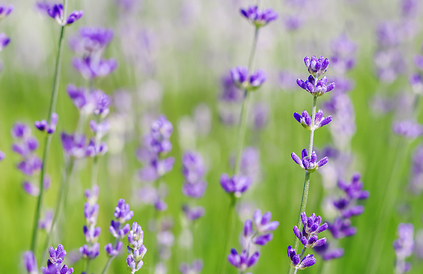 포토 JPG 해외이미지 식물 계절 꽃잎 꽃 컬러 백그라운드 꽃무늬 밭 자연 휴가 사람없음 야외 초록색 파란색 빛 새싹 환경 정원 보라색 봄 성장 벚꽃 신선 개화 작음 허브 제비꽃 원예 라벤더 내추럴 해외202309 해외포토 무늬 농업 취미 크기 생태계 파일형식