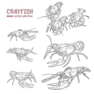 EPS 해외이미지 음식 일러스트 조개 갑각류 어류 물 식당 수중 식사 게 가재 바닷가재 먹기 해산물 메뉴 고립 민물 삶기 벡터 해외202309 해외일러스트 자연요소 동물 모션 어패류 상점 수중동물 파일형식