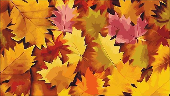 EPS 해외이미지 단풍 일러스트 나뭇잎 사람없음 노란색 해외202309 해외일러스트 컬러 잎 파일형식 벡터