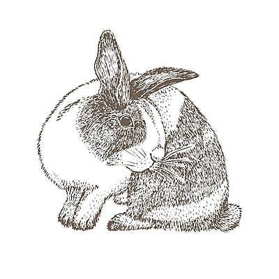 EPS 해외이미지 선 일러스트 사람없음 귀여움 토끼 스케치 해외202309 해외일러스트 컨셉 포유류 미술 반려동물 파일형식 벡터