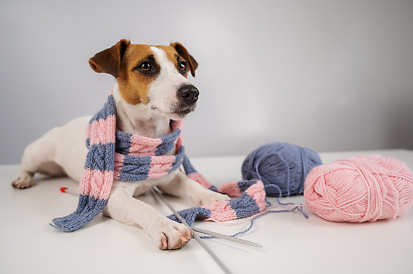 포토 JPG 해외이미지 따뜻함 사람없음 반려동물 목도리 뜨개질 털실 개 강아지 잭러셀테리어 해외202309 해외포토 동물 잡화 포유류 취미 실 테리어 파일형식