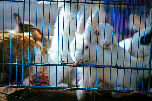 포토 JPG 해외이미지 동물 응시 얼굴 백그라운드 비즈니스 창문 포유류 자연 주택 털 실내 앉기 사람없음 야외 내부 파란색 울타리 반려동물 뷰티 갈색 우주 고양이 가축 흰색 토끼 강아지 그릴 작음 모피 새장 창살 옛날 해외202309 해외포토 시선 컬러 모션 주방용품 건물 신체부위 담장 개 크기 생태계 케이지 파일형식