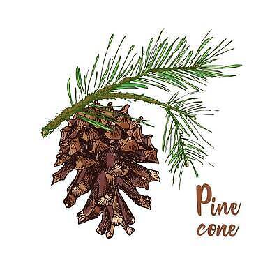 EPS 해외이미지 크리스마스 겨울 일러스트 사람없음 솔방울 솔잎 해외202309 해외일러스트 계절 기념일 잎 파일형식 벡터