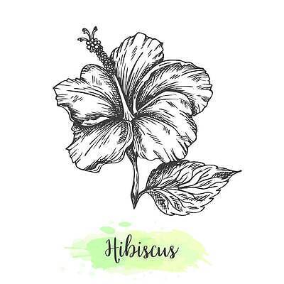 EPS 해외이미지 식물 손 디자인 꽃 실루엣 음료 선 꽃다발 결혼 백그라운드 잎 꽃무늬 일러스트 잉크 흑백 미술 장식 여름 검은색 수확 벚꽃 흰색 우아함 차 낙서 인쇄 스케치 허브 심볼 그림 복고 윤곽 아로마 판화 고립 엘리먼트 칼라꽃 타격 히비스커스 벡터 동정 해외202309 해외일러스트 계절 컬러 컨셉 무늬 농업 모션 문화예술 촬영기법 이벤트 신체부위 파일형식