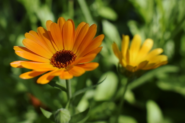 포토 JPG 해외이미지 식물 꽃잎 꽃 줄기 컬러 백그라운드 잎 꽃무늬 패턴 밭 오렌지 자연 추상 사람없음 야외 초록색 여름 컬러풀 뷰티 약 노란색 머리 정원 맑음 봄 활발 성장 벚꽃 시골 신선 약초 소프트포커스 허브 원예 데이지 장면 꽃가루 내추럴 금잔화 고립 맛있는 해외202309 해외포토 계절 컨셉 무늬 농업 과일 의학 날씨 촬영기법 취미 신체부위 풀_식물 가루 생태계 파일형식