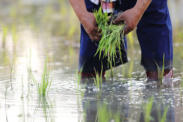 포토 JPG 해외이미지 손 한명 성인 신체부위 새싹 하반신 성장 쌀 농부 모내기 논밭 성인한명만 해외포토 식물 직업 1 밭 농업 곡류 논 사람 성인만 파일형식
