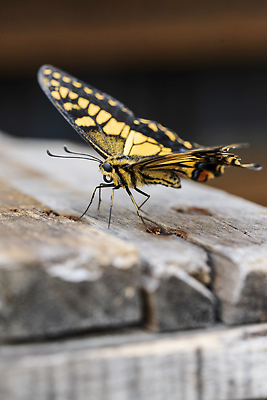 포토 JPG 해외이미지 동물 야생동물 컬러 나비 곤충 백그라운드 자연 사람없음 뷰티 작음 해외202309 해외포토 크기 생태계 파일형식