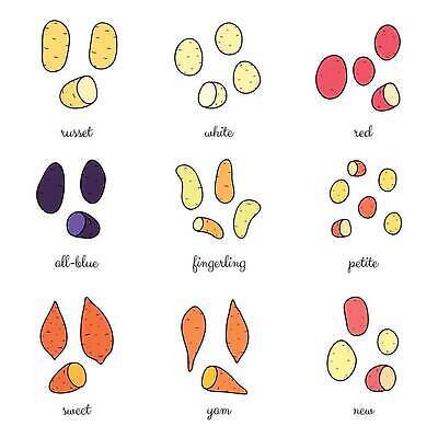 EPS 해외이미지 음식 농업 채소 일러스트 재료 감자 건강 종류 요리 빨간색 파란색 컬러풀 농장 갈색 노란색 보라색 식사 수확 가을 흰색 시골 아기 그룹 시장 달콤 먹기 날것 뿌리 손그림 모음 흙더미 고립 생식 숙성 채식주의자 탄수화물 벡터 비건 해외202309 해외일러스트 계절 산업 컬러 모션 사람 흙 맛 채식 파일형식 더미