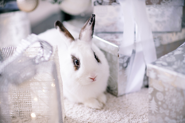 포토 JPG 해외이미지 한마리 함께함 사람없음 선물상자 반려동물 귀여움 흰색 토끼 해외202309 해외포토 동물 1 컬러 컨셉 포유류 선물 상자 파일형식