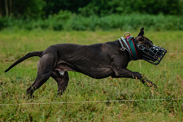 포토 JPG 해외이미지 동물 공원 행복 스포츠 셔츠 밭 포유류 모션 자연 놀이 건강 사람없음 야외 초록색 달리기 햇빛 뷰티 우주 정원 맑음 점프 검은색 경쟁 에너지 레이싱 잡기 개 유혹 강의 테리어 속도 호기심 사냥 사냥개 섬광 순간 순혈 해외202309 해외포토 레이스천 공공시설 감정 컬러 컨셉 상의 농업 날씨 시합 태양 직물 생태계 파일형식