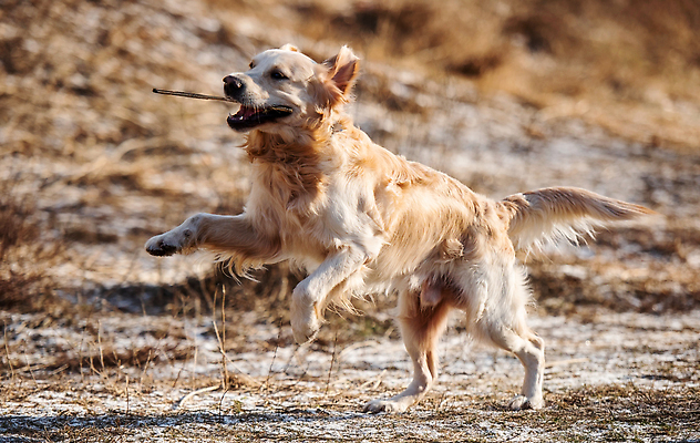포토 JPG 해외이미지 동물 라이프스타일 공원 행복 백그라운드 밭 장난 포유류 모션 자연 놀이 건조 사람없음 야외 반려동물 달리기 뷰티 봄 황금 개 리트리버 래브라도리트리버 송곳니 기르기 순혈 해외202309 해외포토 계절 공공시설 감정 농업 생활 치아 생태계 돌봄 파일형식