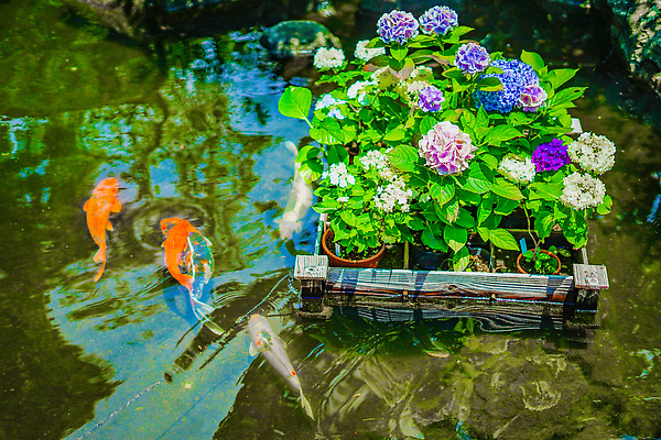 포토 JPG 해외이미지 식물 어류 사람없음 연못 6월 수국 잉어 해외202309 해외포토 꽃 수중동물 날짜 파일형식