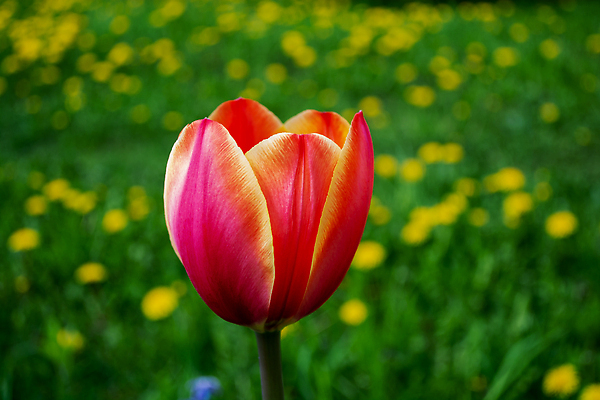포토 JPG 해외이미지 식물 1 공원 꽃잎 꽃 줄기 컬러 백그라운드 잎 꽃무늬 밭 자연 사람없음 야외 빨간색 초록색 빛 컬러풀 뷰티 노란색 머리 정원 봄 활발 낭만 튤립 벚꽃 인사 센터 소프트포커스 싱글 원예 보케 부드러움 카피스페이스 해외202309 해외포토 계절 공공시설 컨셉 무늬 농업 촬영기법 취미 신체부위 공백 예절 감각 생태계 파일형식