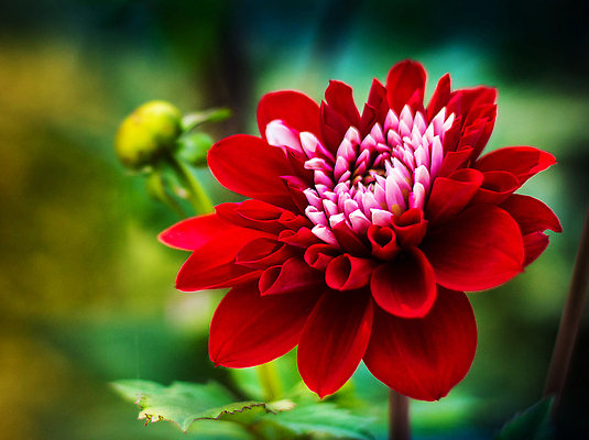 포토 JPG 해외이미지 꽃 잎 자연 사람없음 빨간색 화려 원예 해외202309 해외포토 식물 컬러 컨셉 취미 생태계 파일형식